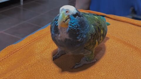 Blackbeard, el loro ciego de Rescue Center 