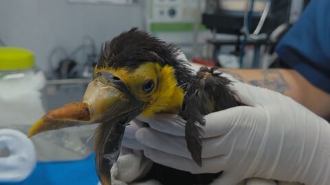 Turbo, el tucán paciente de Rescue Center 